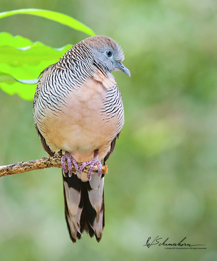 Wildlife Photography Gallery Image