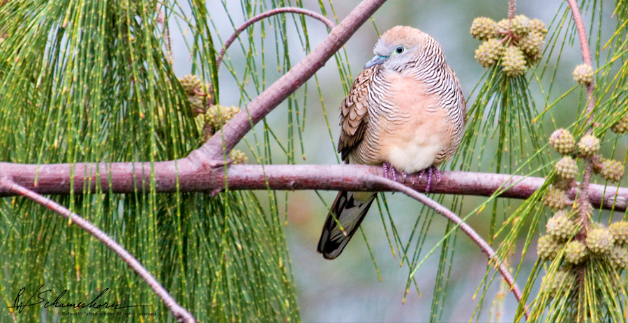 Wildlife Photography Gallery Image