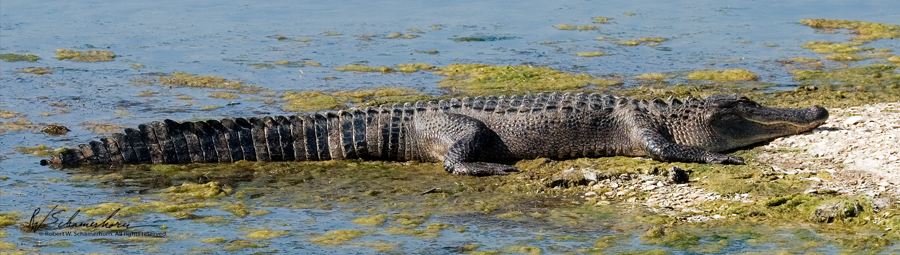 Wildlife Photography Gallery Image