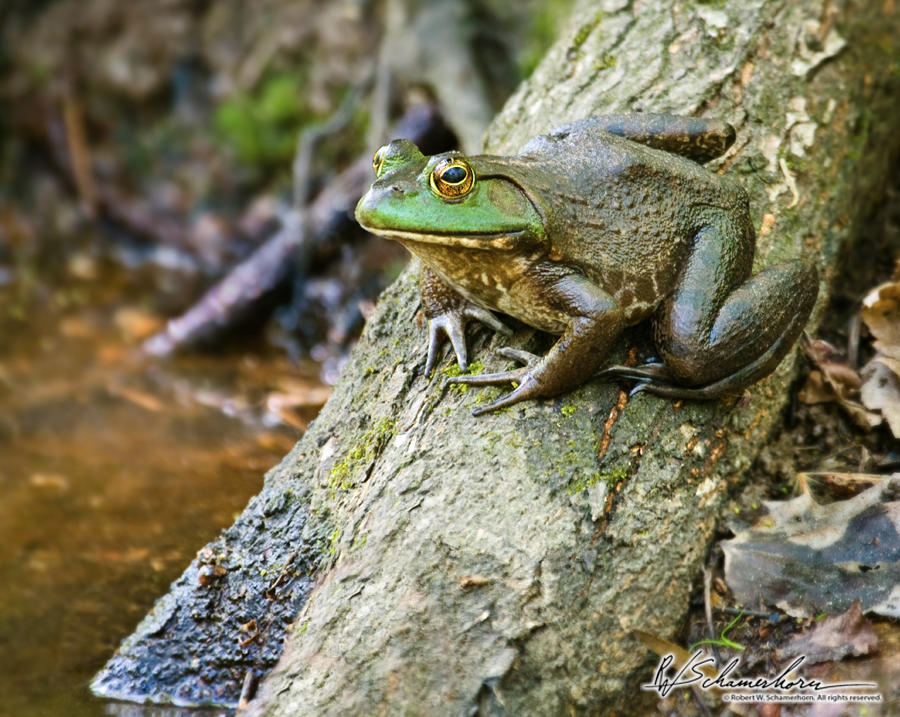 Wildlife Photography Galery Image