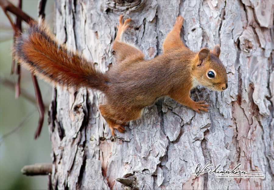 Wildlife Photography Galery Image