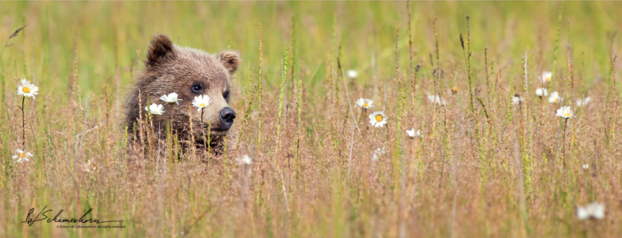 Wildlife Photography Gallery Image