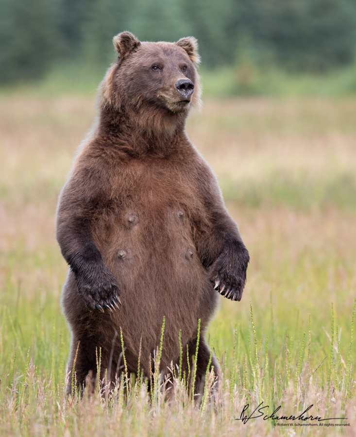 Wildlife Photography Gallery Image