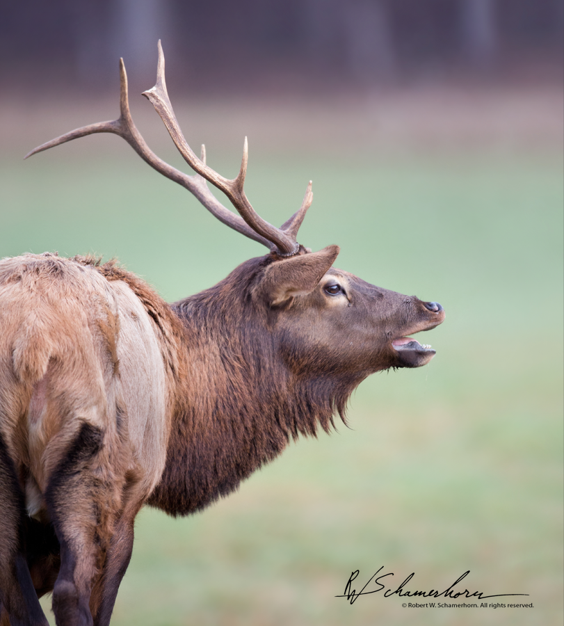 Wildlife Photography Gallery Image