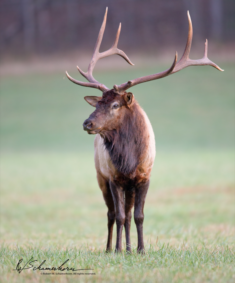 Wildlife Photography Gallery Image