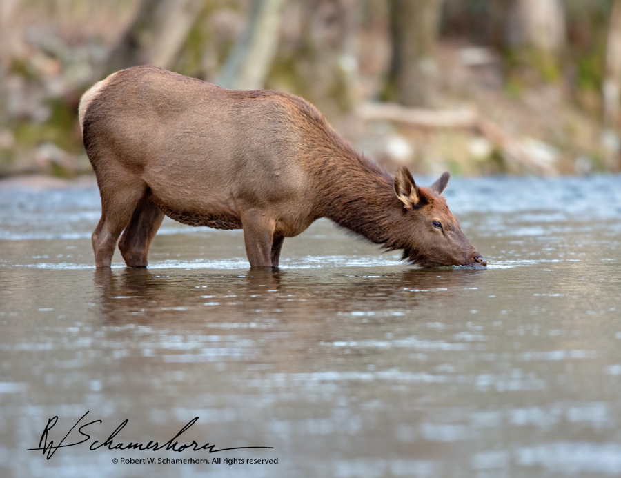 Wildlife Photography Gallery Image