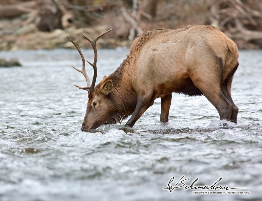 Wildlife Photography Gallery Image
