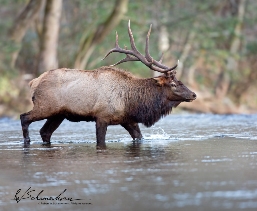 Wildlife Photography Gallery Image
