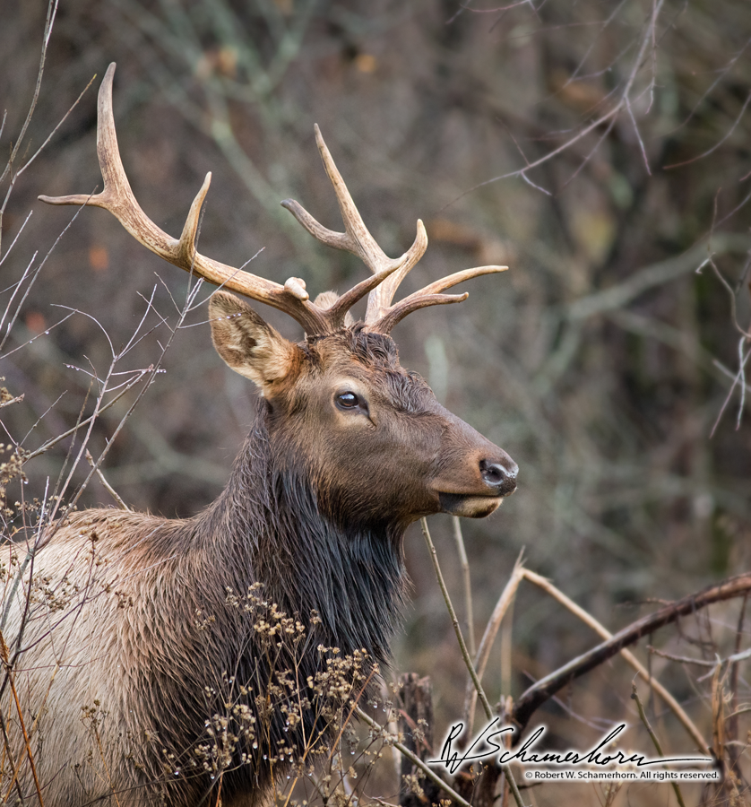 Wildlife Photography Gallery Image