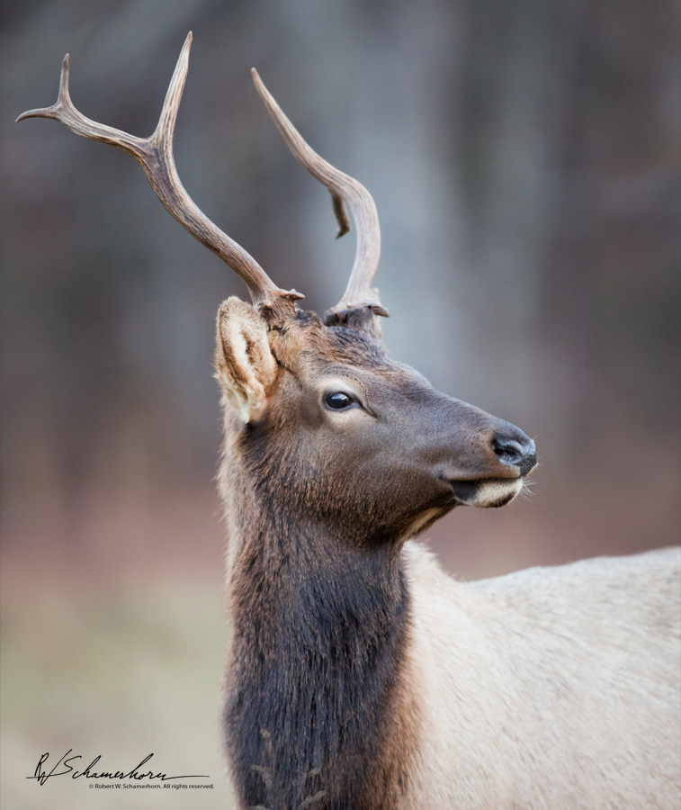 Wildlife Photography Gallery Image