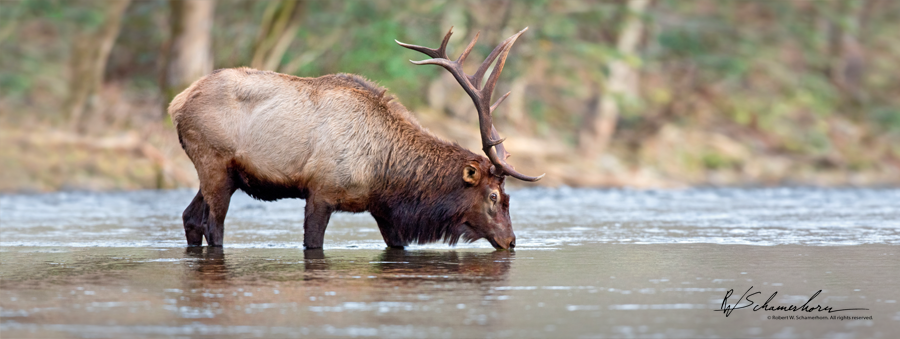 Wildlife Photography Gallery Image