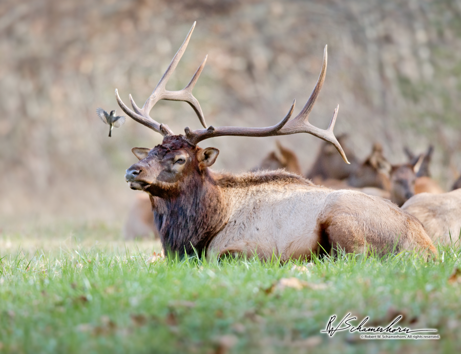 Wildlife Photography Gallery Image