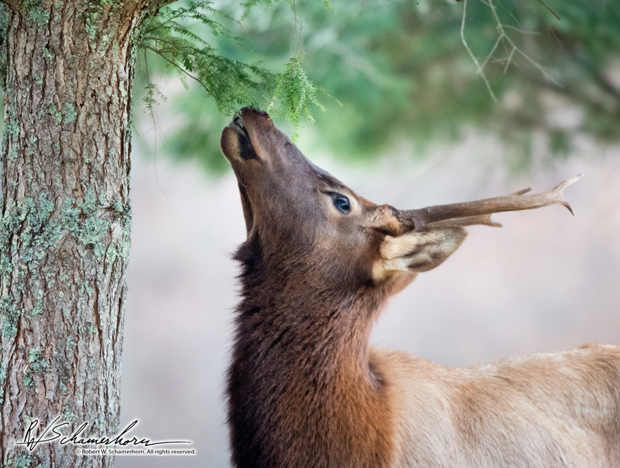 Wildlife Photography Gallery Image