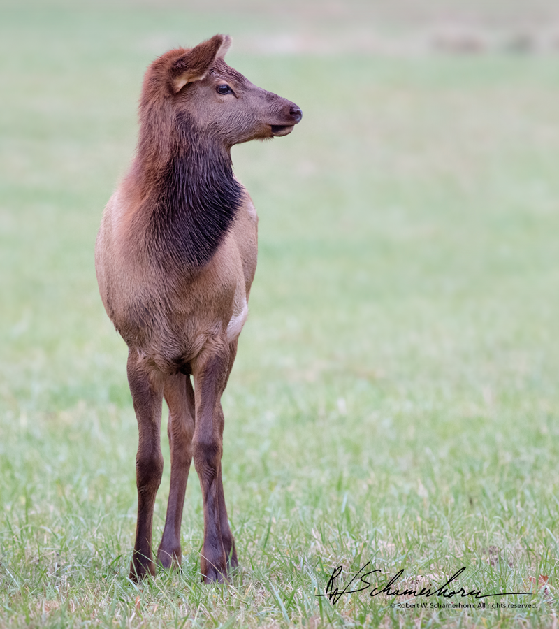 Wildlife Photography Gallery Image
