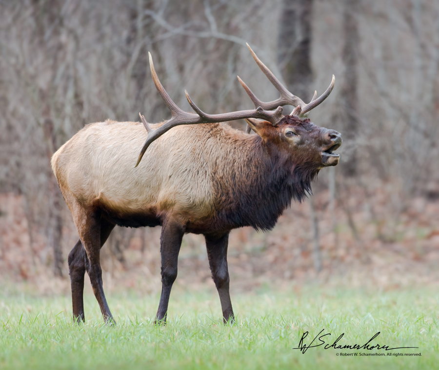 Wildlife Photography Gallery Image