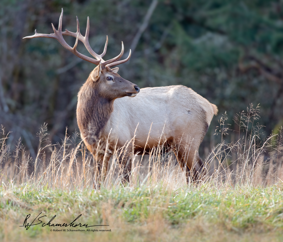 Wildlife Photography Gallery Image