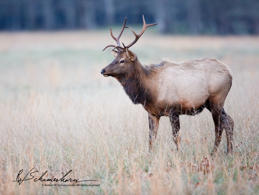 Wildlife Photography Gallery Image