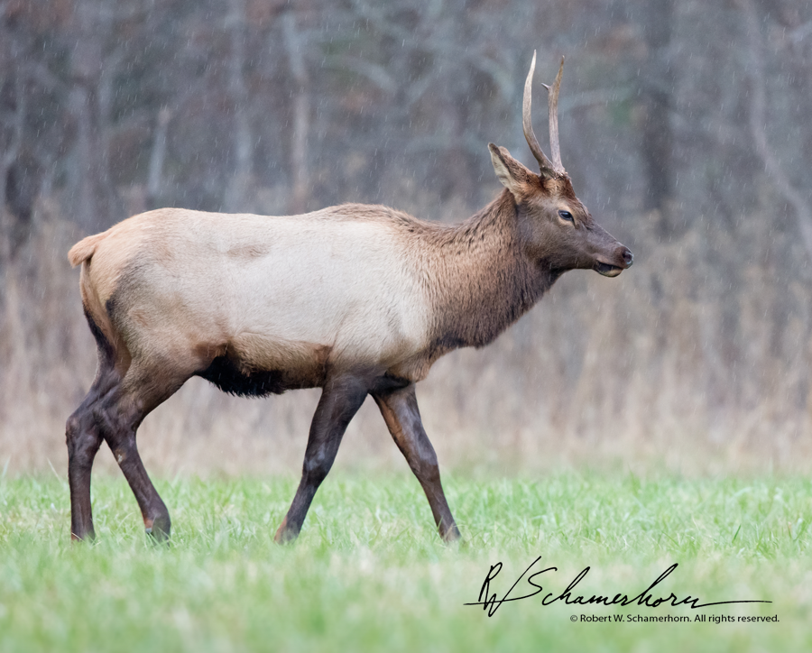 Wildlife Photography Gallery Image