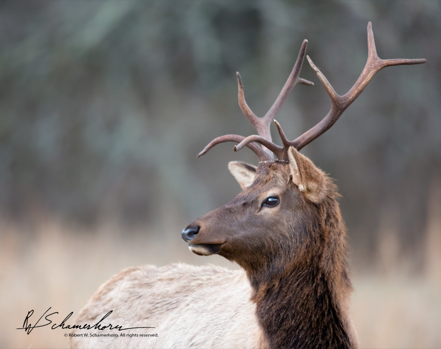 Wildlife Photography Gallery Image
