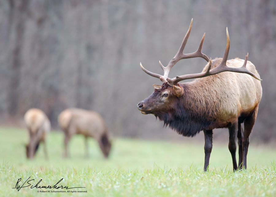 Wildlife Photography Gallery Image