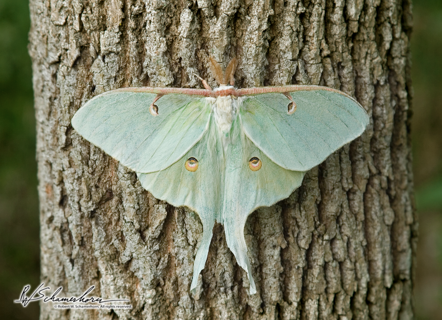 Wildlife Photography Gallery Image
