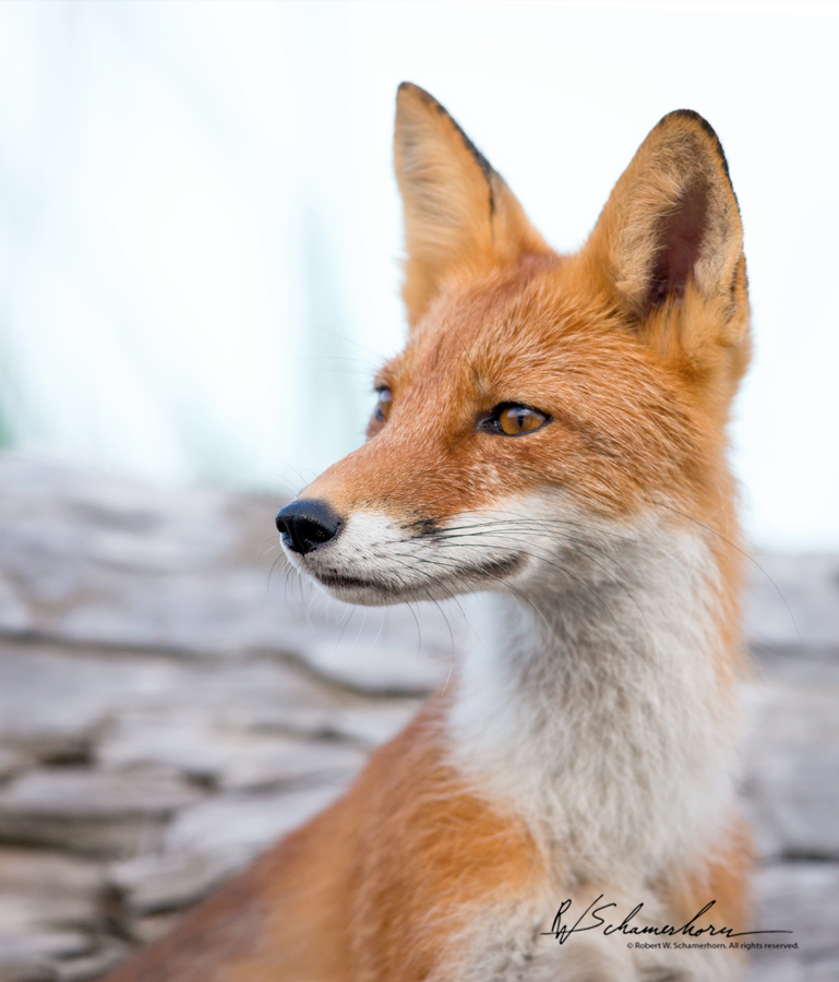 Wildlife Photography Gallery Image
