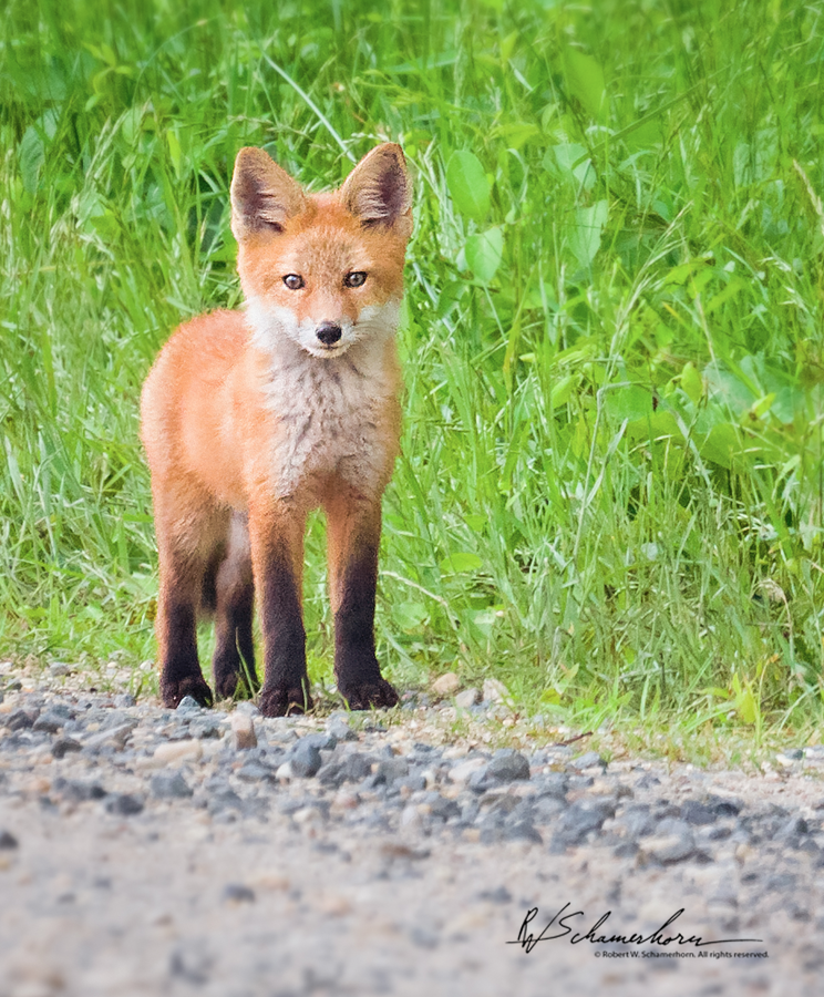 Wildlife Photography Gallery Image