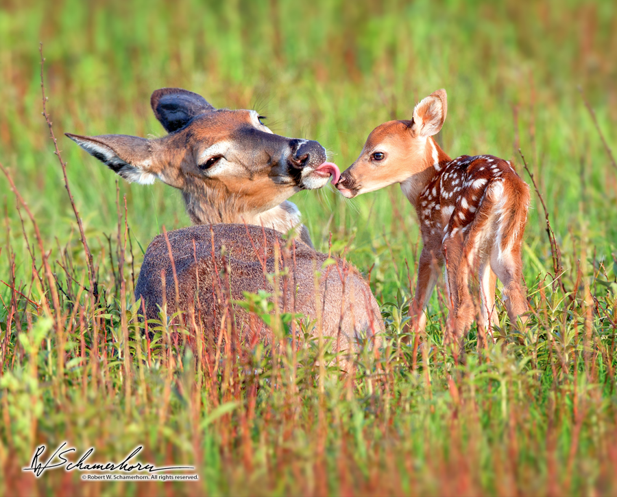 Wildlife Photography Gallery Image