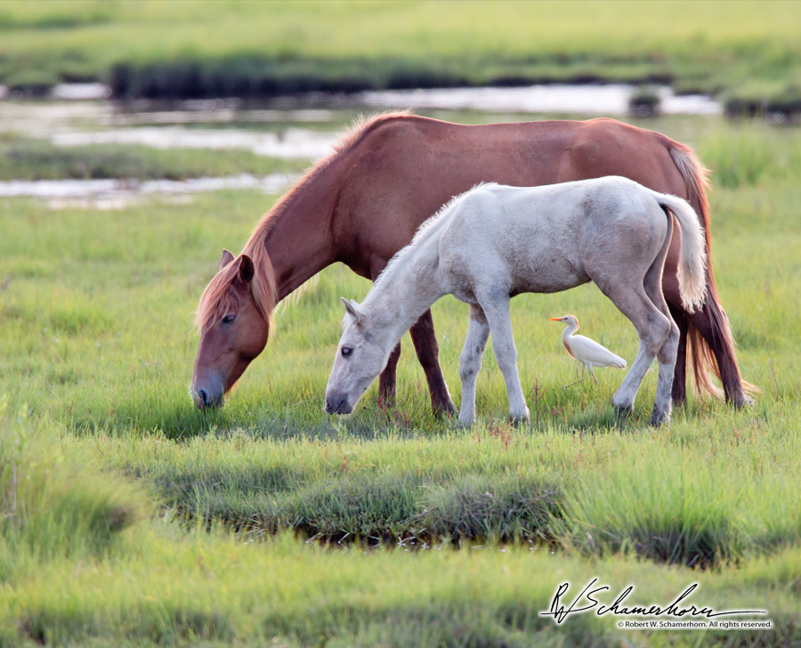 Wildlife Photography Gallery Image