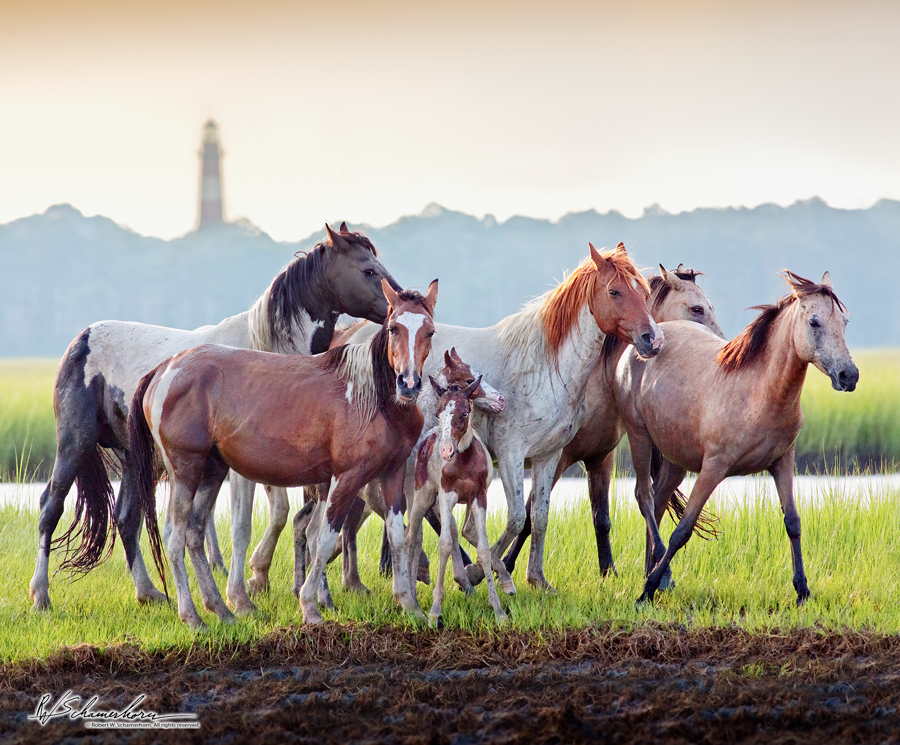 Wildlife Photography Gallery Image