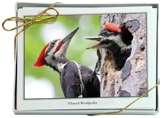 iPhotoBirds Note Card Set