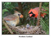 iPhotoBirds Note Card Set