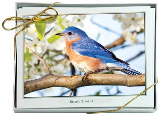 NiPhotoBirds ote Card Set