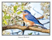 iPhotoBirds Note Card Set