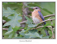 iPhotoBirds Note Card Set