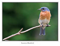 iPhotoBirds Note Card Set