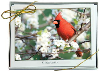 iPhotoBirds Note Card Set