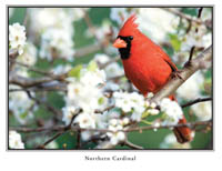 iPhotoBirds Note Card Set