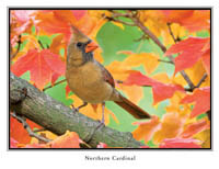 iPhotoBirds Note Card Set