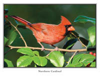 iPhotoBirds Note Card Set