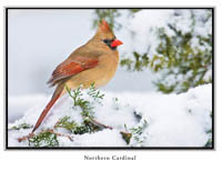 iPhotoBirds Note Card Set