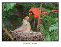 iPhotoBirds Note Card Set