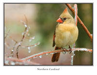 iPhotoBirds Note Card Set