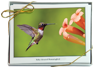 NiPhotoBirds ote Card Set