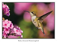 iPhotoBirds Note Card Set