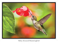 iPhotoBirds Note Card Set