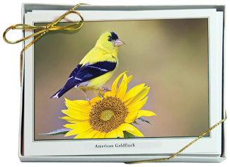 NiPhotoBirds ote Card Set