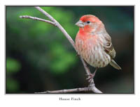 iPhotoBirds Note Card Set