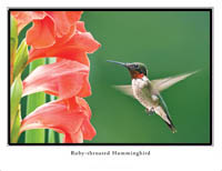 iPhotoBirds Note Card Set