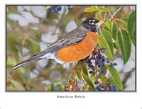 iPhotoBirds Note Card Set